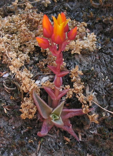 Detailed Picture 2 of Dudleya cymosa ssp. marcescens