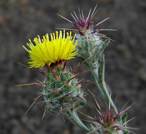 Detailed Picture 2 of Centaurea melitensis