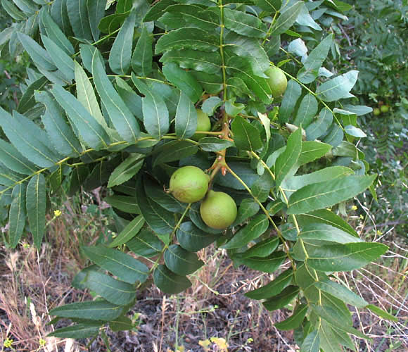 Detailed Picture 4 of Juglans californica