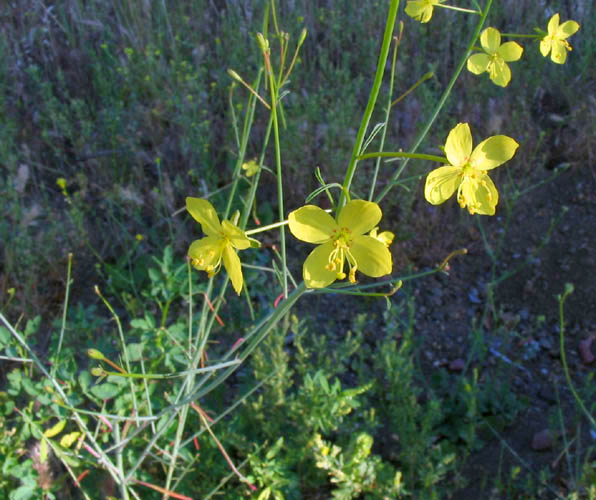 Detailed Picture 3 of Eulobus californicus