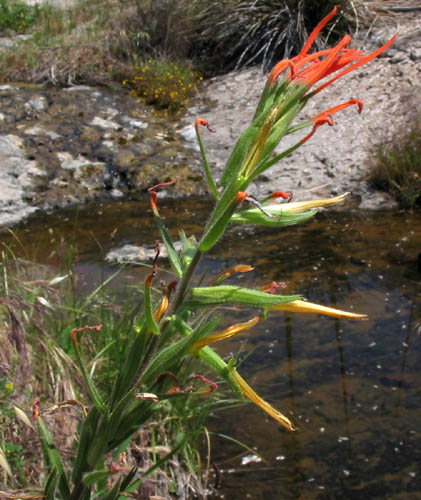 Detailed Picture 3 of Castilleja minor ssp. spiralis