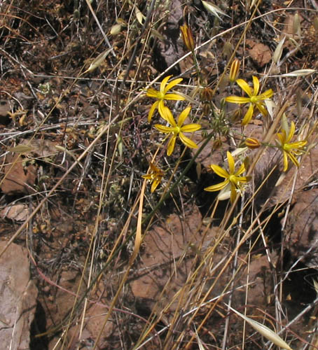 Detailed Picture 3 of Bloomeria crocea var. crocea