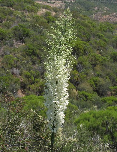 Detailed Picture 4 of Hesperoyucca whipplei