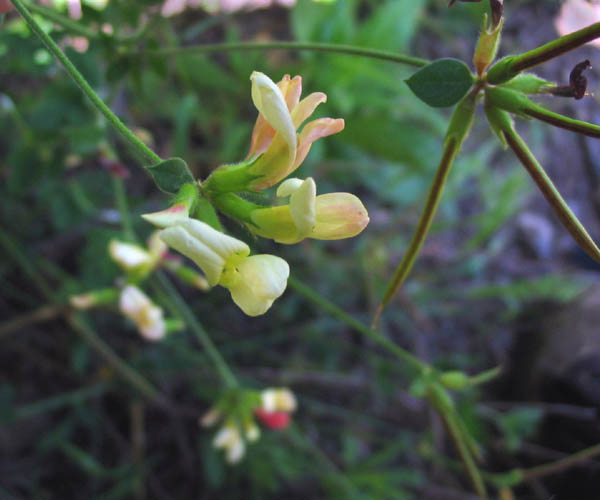 Detailed Picture 2 of Acmispon grandiflorus var. grandiflorus