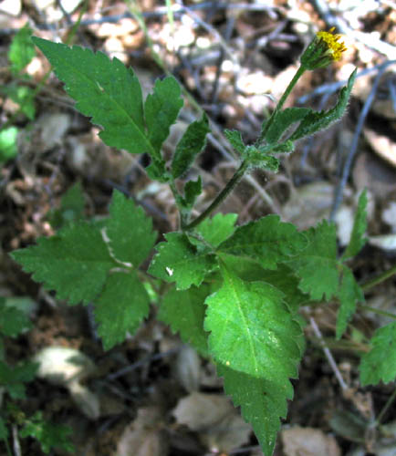 Detailed Picture 5 of Bidens pilosa