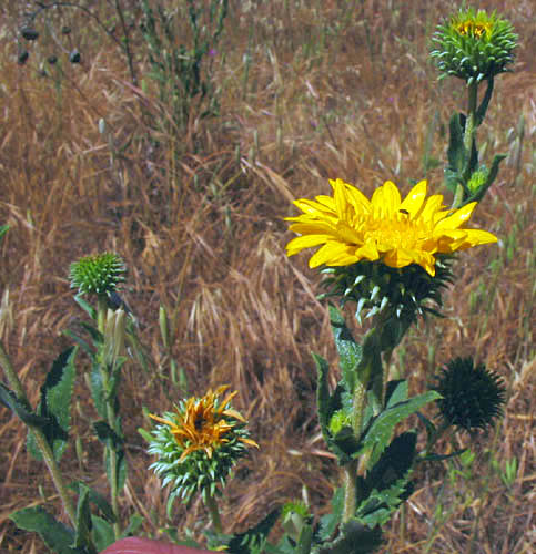 Detailed Picture 3 of Grindelia camporum