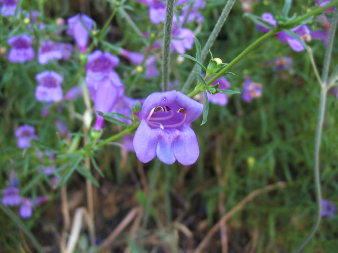 Detailed Picture 3 of Penstemon heterophyllus var. australis