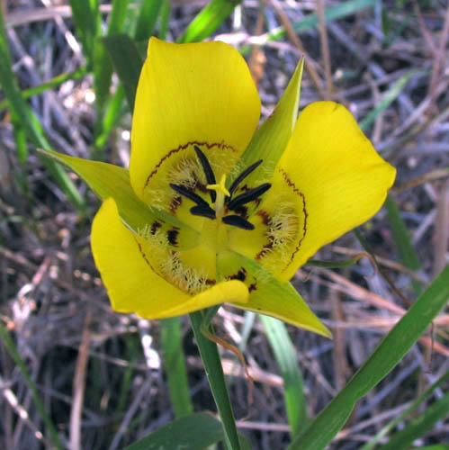 Detailed Picture 1 of Calochortus clavatus var. pallidus