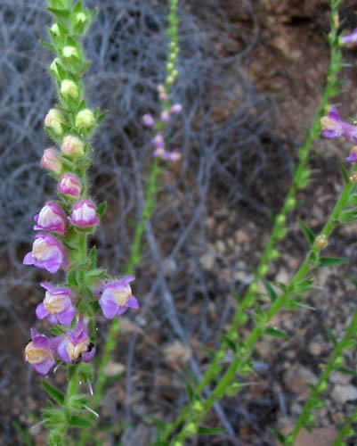 Detailed Picture 2 of Antirrhinum thompsonii