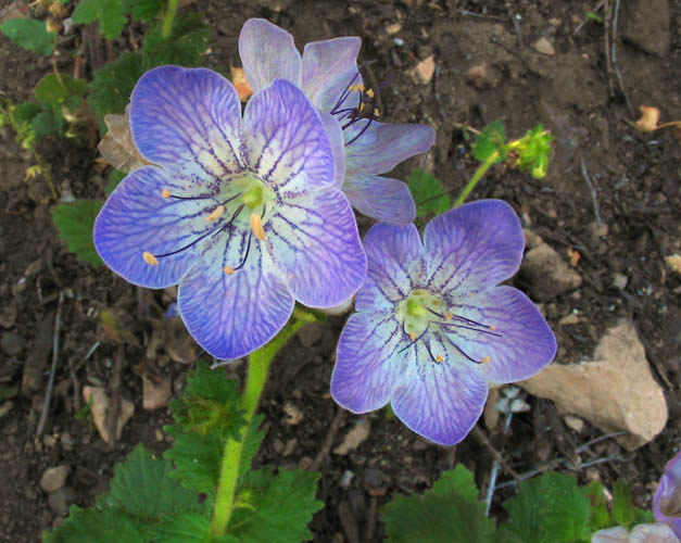 Detailed Picture 2 of Phacelia grandiflora