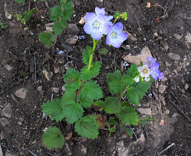 Detailed Picture 4 of Phacelia grandiflora