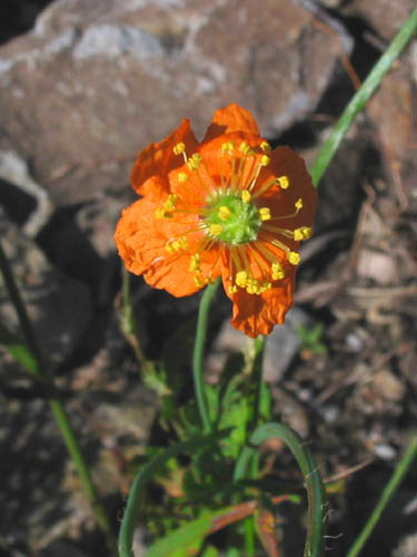 Detailed Picture 3 of Papaver californicum