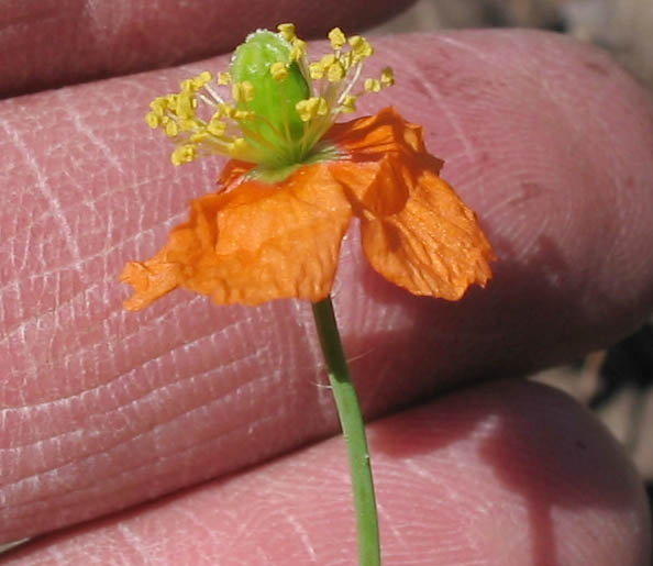 Detailed Picture 4 of Papaver californicum