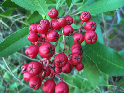 Detailed Picture 4 of Heteromeles arbutifolia