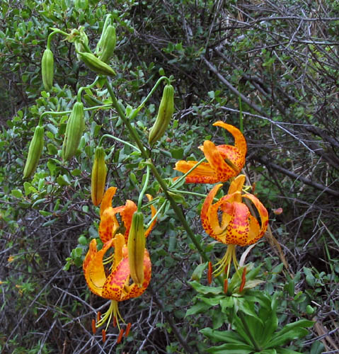 Detailed Picture 3 of Lilium humboldtii ssp. ocellatum