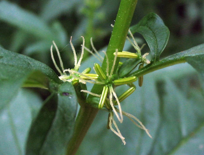 Detailed Picture 2 of Datisca glomerata