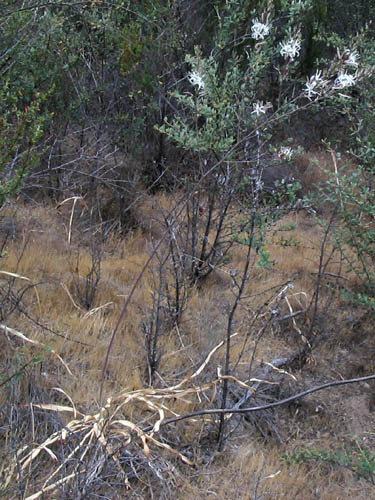 Detailed Picture 4 of Chlorogalum pomeridianum var. pomeridianum