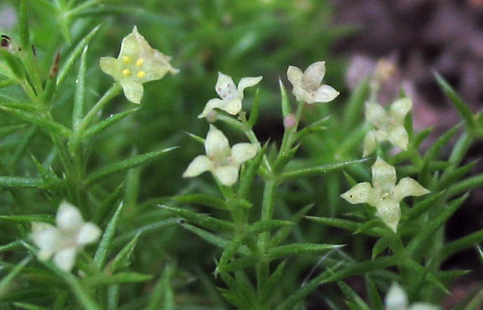 Detailed Picture 1 of Galium andrewsii