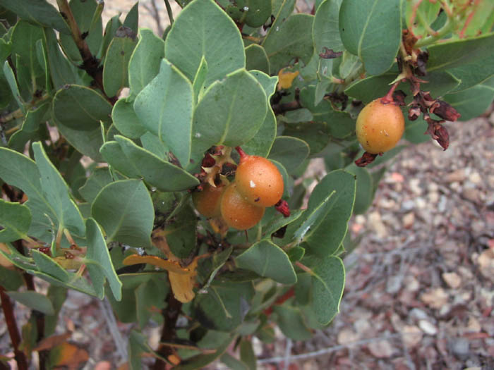 Detailed Picture 4 of Arctostaphylos glauca