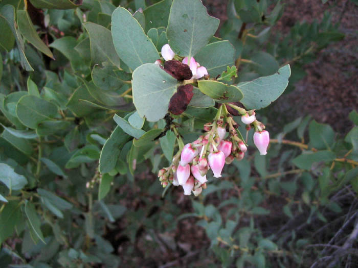 Detailed Picture 2 of Arctostaphylos glauca