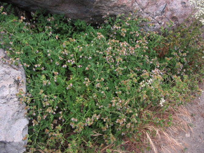 Detailed Picture 6 of Phacelia ramosissima