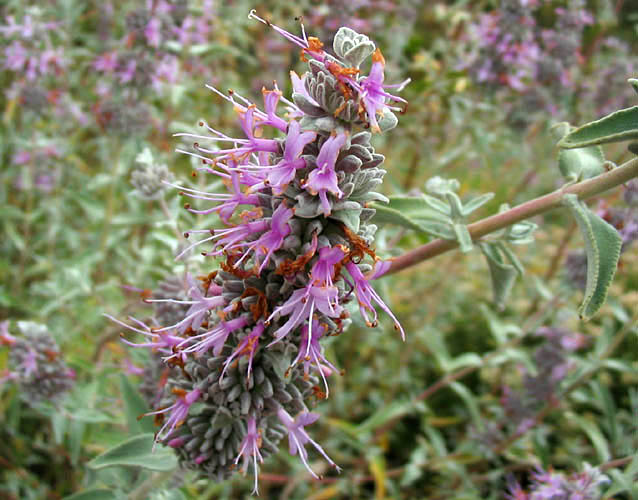 Detailed Picture 2 of Salvia leucophylla