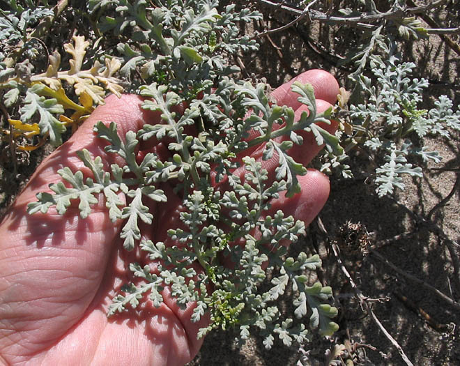 Detailed Picture 4 of Ambrosia chamissonis