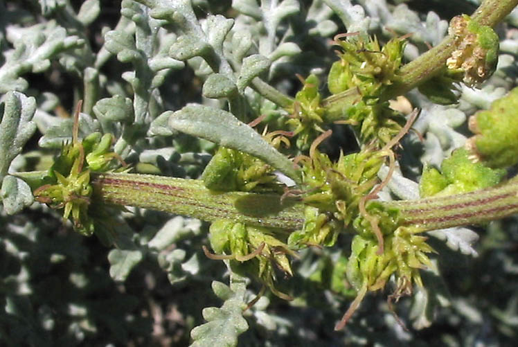 Detailed Picture 2 of Ambrosia chamissonis