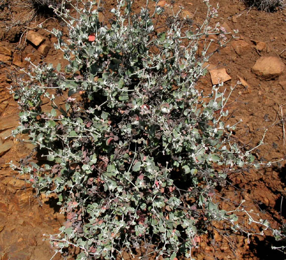 Detailed Picture 6 of Eriogonum cinereum