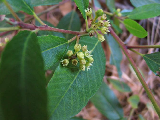 Detailed Picture 4 of Frangula californica ssp. californica