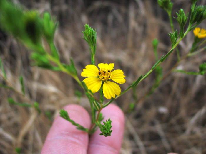 Detailed Picture 4 of Deinandra fasciculata