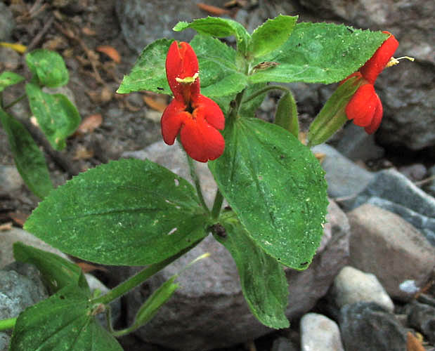 Detailed Picture 3 of Erythranthe cardinalis