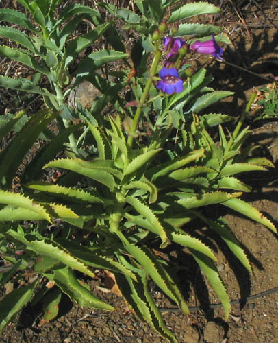 Detailed Picture 4 of Penstemon spectabilis var. subviscosus