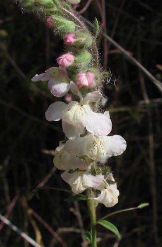 Detailed Picture 4 of Antirrhinum coulterianum