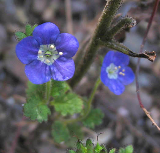 Detailed Picture 1 of Phacelia viscida