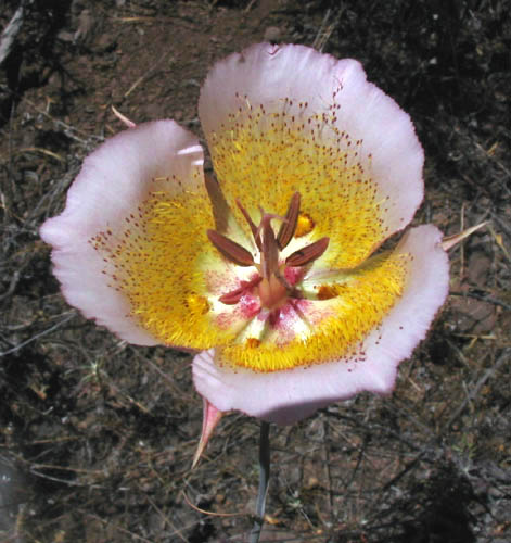 Detailed Picture 1 of Calochortus plummerae