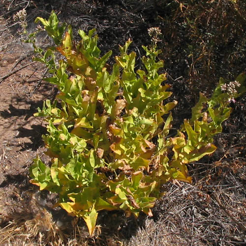 Detailed Picture 6 of Acourtia microcephala