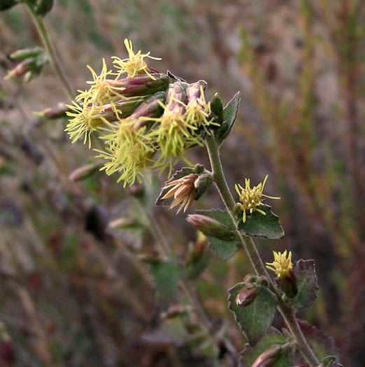 Detailed Picture 2 of Brickellia californica