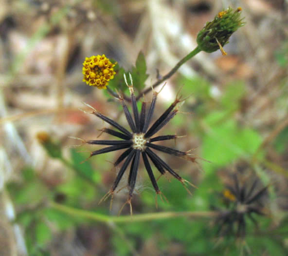 Detailed Picture 4 of Bidens pilosa