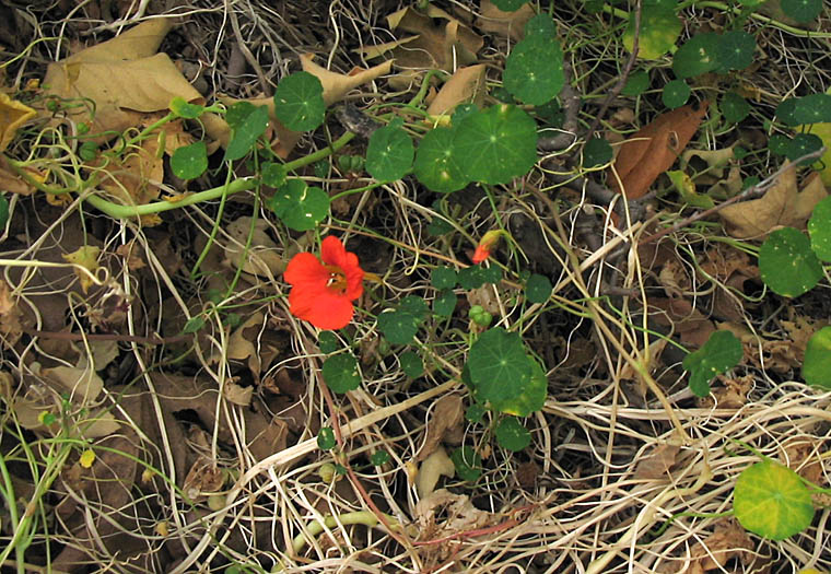 Detailed Picture 4 of Tropaeolum majus