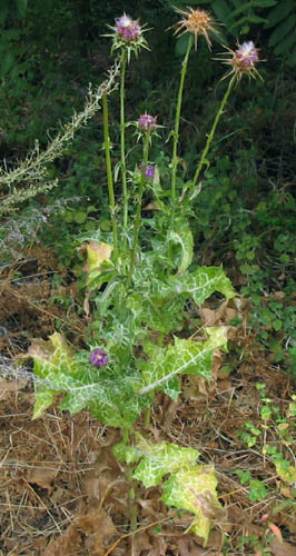 Detailed Picture 3 of Silybum marianum