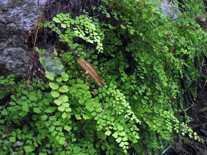 Detailed Picture 2 of Adiantum capillus-veneris