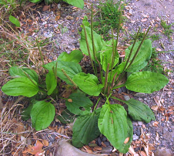 Detailed Picture 4 of Plantago major