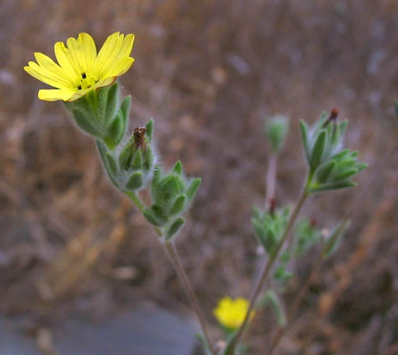 Detailed Picture 4 of Lagophylla ramosissima