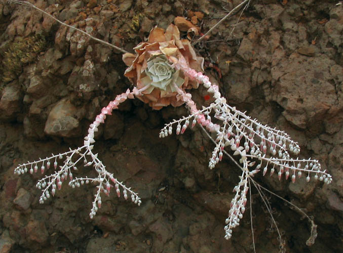 Detailed Picture 4 of Dudleya pulverulenta