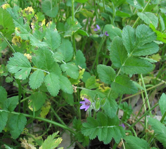 Detailed Picture 5 of Erodium moschatum