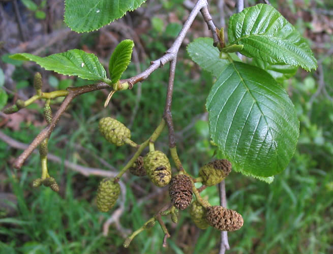 Detailed Picture 2 of Alnus rhombifolia