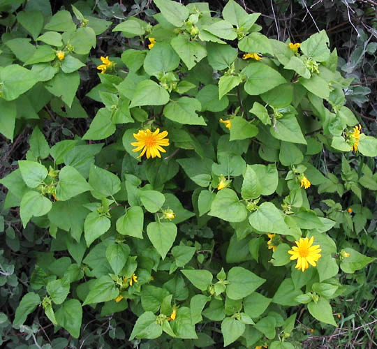 Detailed Picture 4 of Venegasia carpesioides