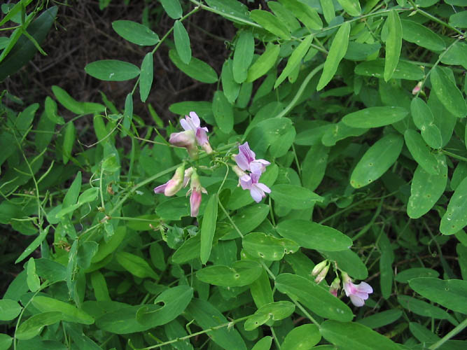 Detailed Picture 4 of Lathyrus vestitus var. vestitus