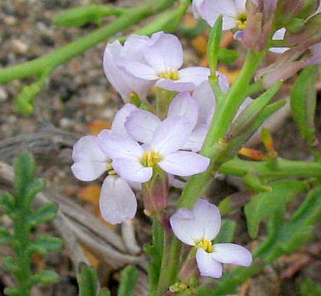 Detailed Picture 3 of Cakile maritima